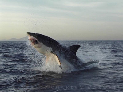 Fake Shark