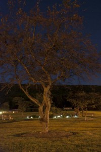 BMA-CampusTree