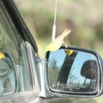 This bird was determined that his reflection was a rival and would not stop attaking it.