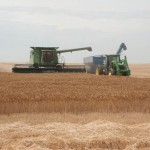 DSC_8150 Harvesting Wheat in Kansas